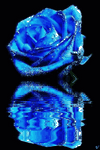 pic for blue rose 